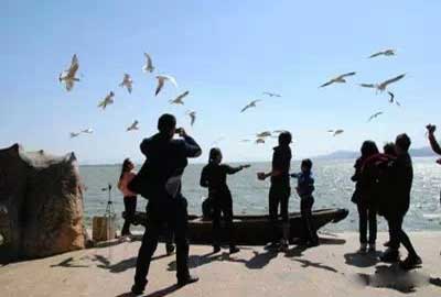 冬天去昆明哪里看海鷗？海埂公園.jpg